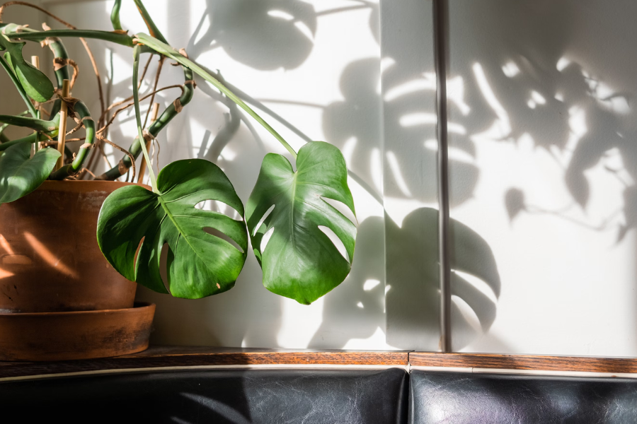 Climbing High: Unveiling the Secrets of Vining Plant Stems