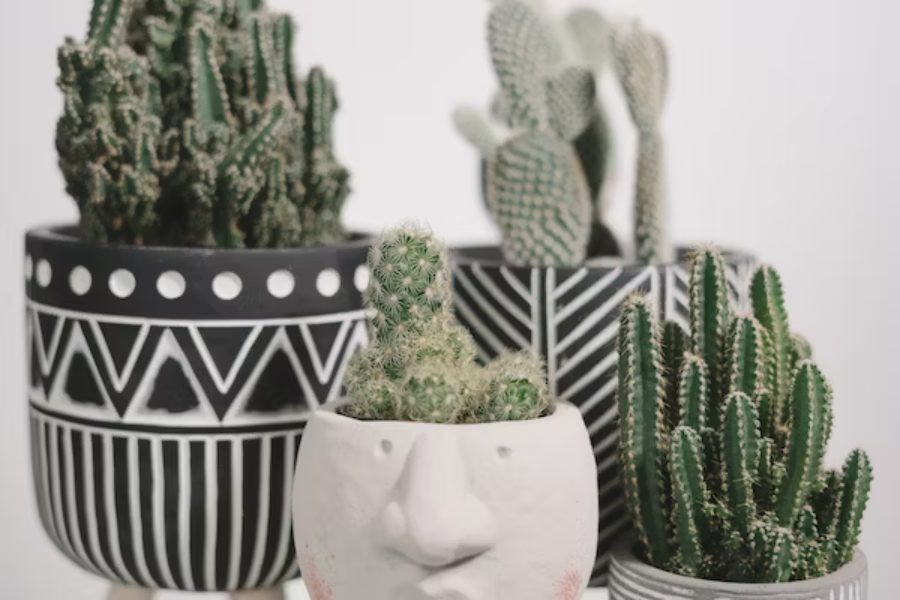 Noah's Guide: Cactus and Succulents