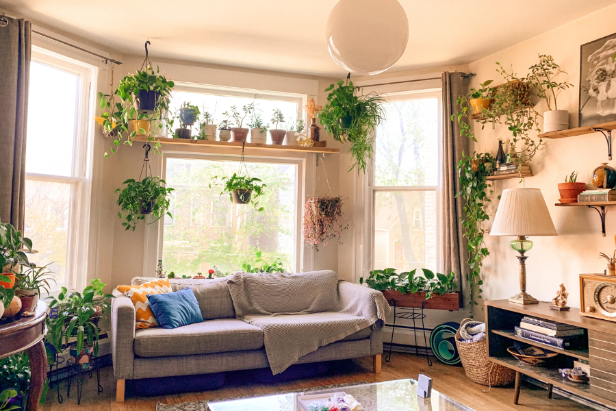 Breathe in Renewal, Breathe out Stress: Why Houseplants are Your New Year's Must-Have ✨