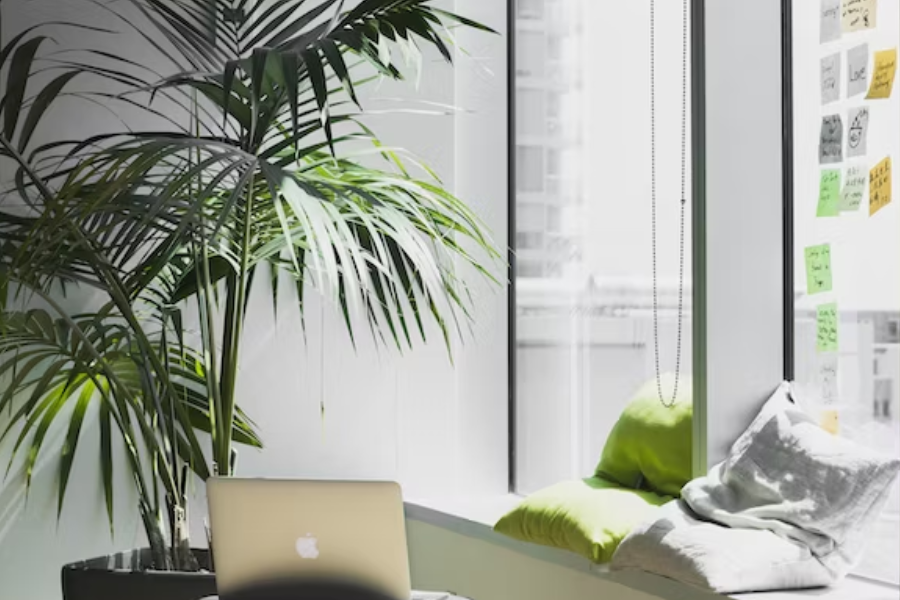 10 Best Indoor Plants for Your Office in Singapore (Tall Office Plants Edition)