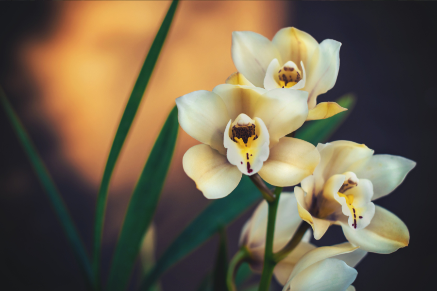 The Auspicious Phalaenopsis: A Lunar New Year Must-Have and Beyond