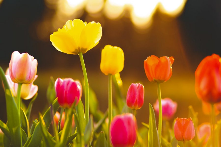From Bud to Bloom: Discover Why Your Plants Are Not Flowering!