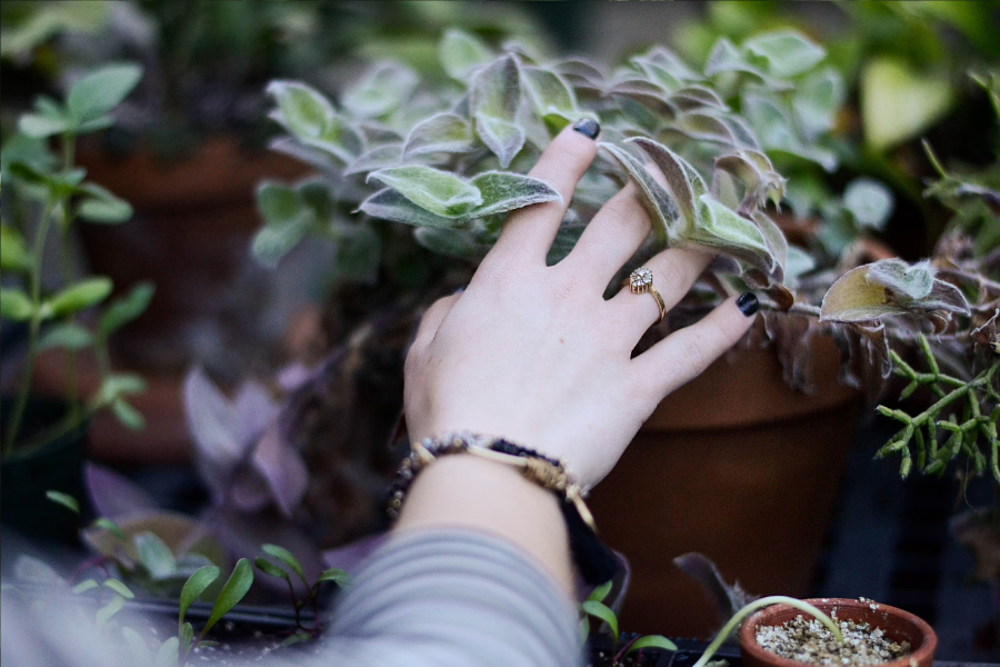 Top 10 Plants for Feng Shui in Singapore