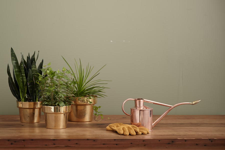 Bottom Watering, Blog Post