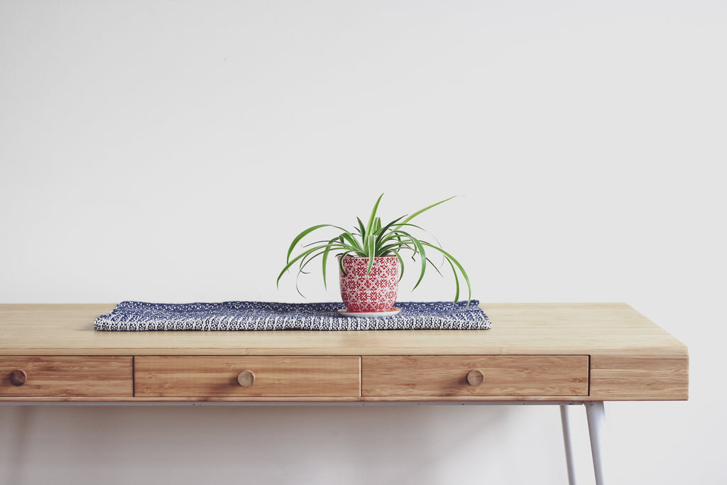 Noah Talks: Propogate Spider Plant using Two Methods