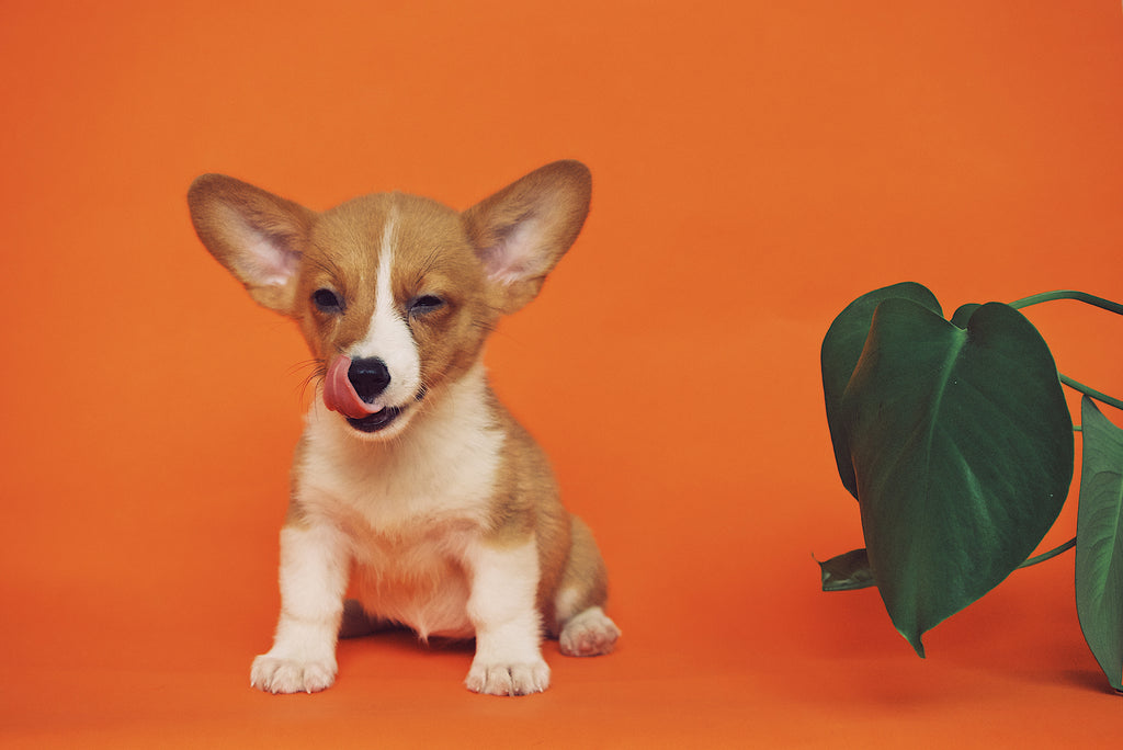 Pets and Plants: Deterring Toxicity