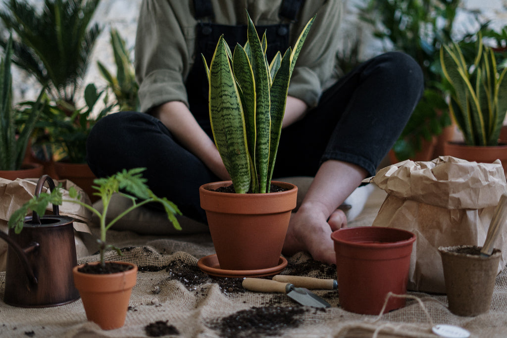 Noah's Guide: How to repot houseplants