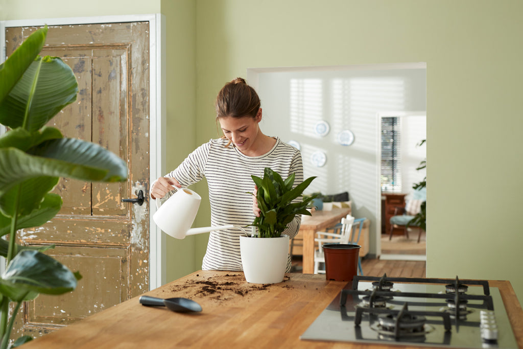 Houseplants Watering Guide
