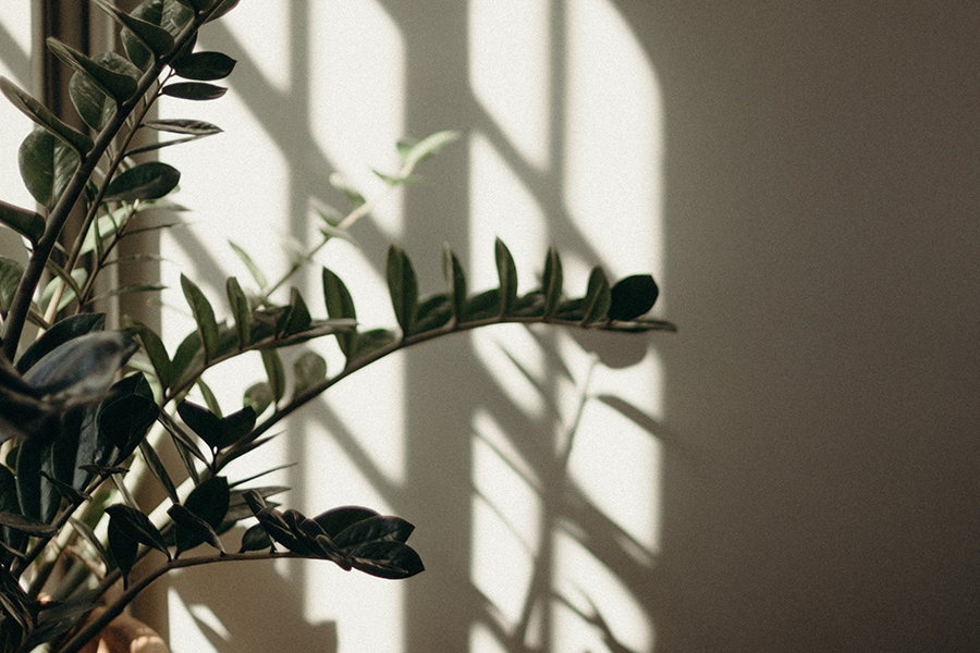 Noah's Guide: All You Need To Know About Sunlight