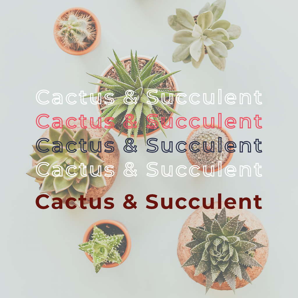 Cactus & Succulents