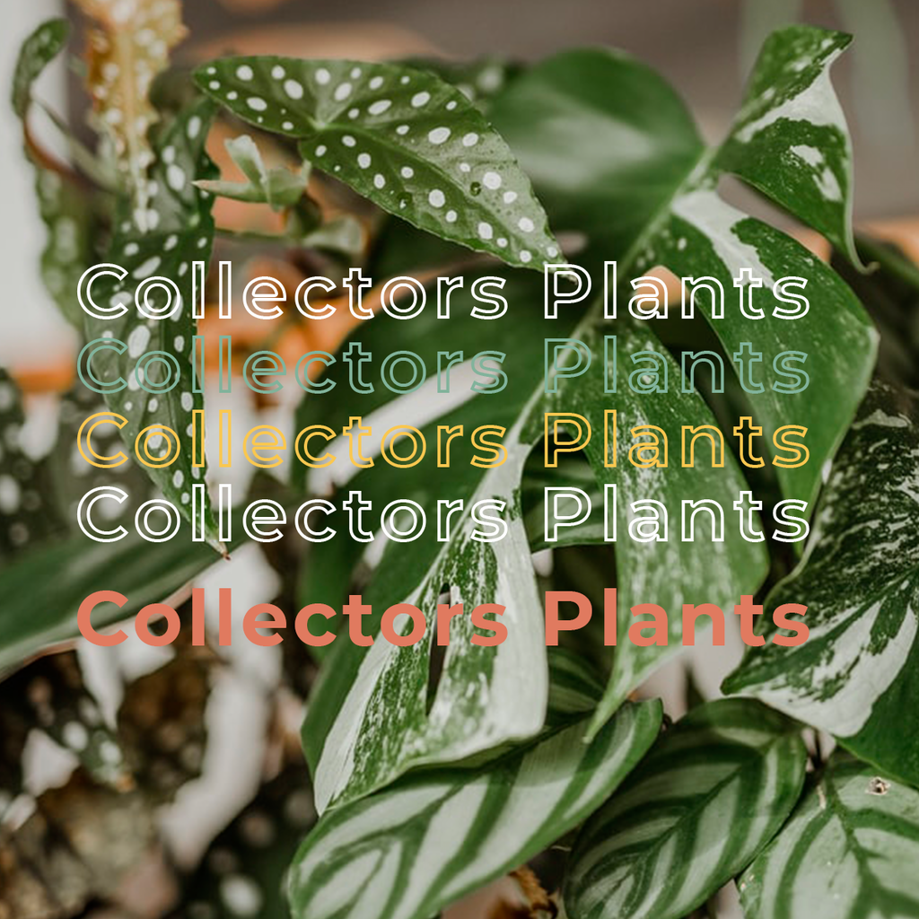 Collectors Plants