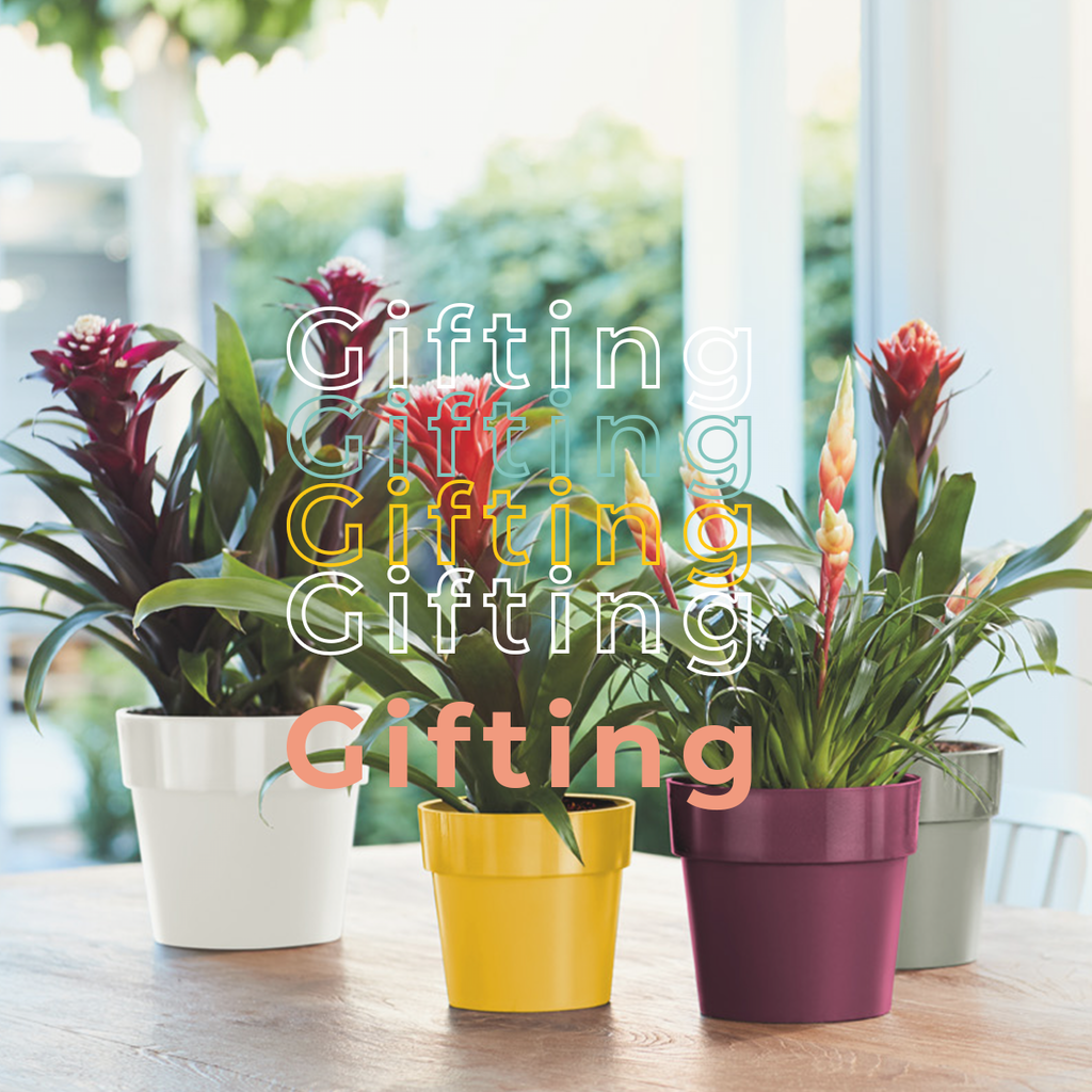 Gifting - $50 - $80