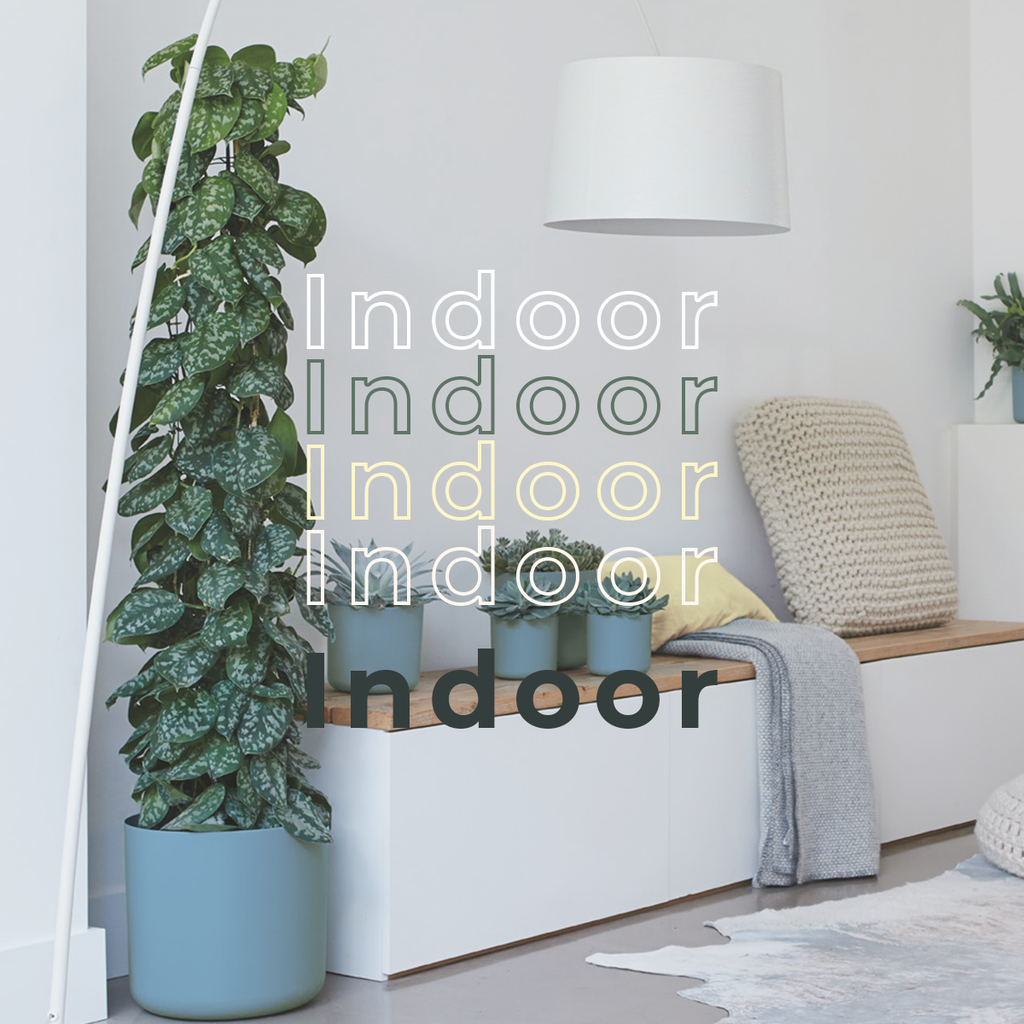 Indoor Plant Pots
