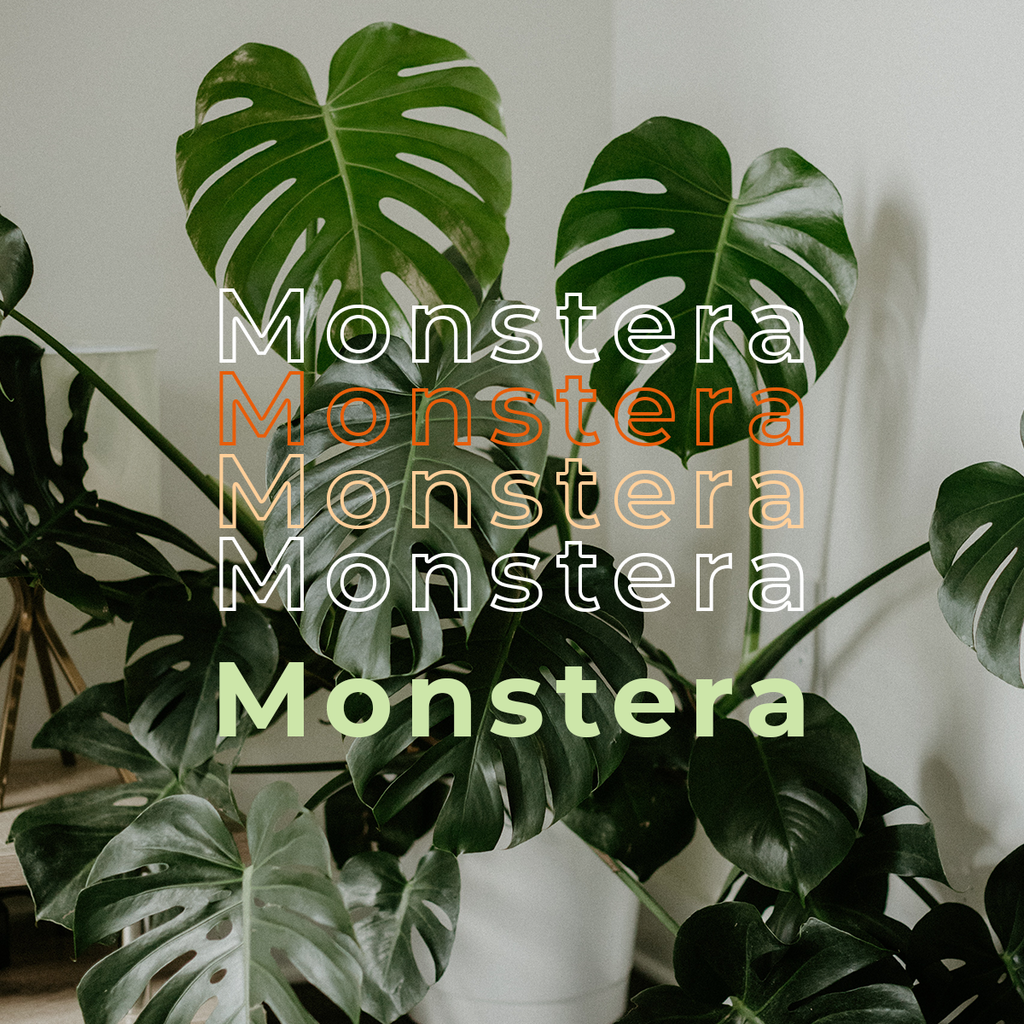 Happy Monstera Week