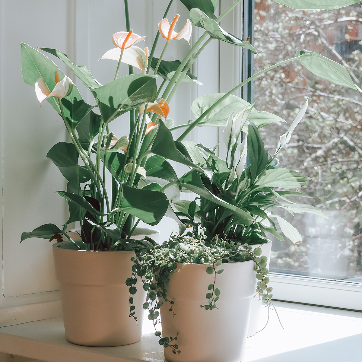 Buy Flowering Plants Singapore Noah Garden Centre