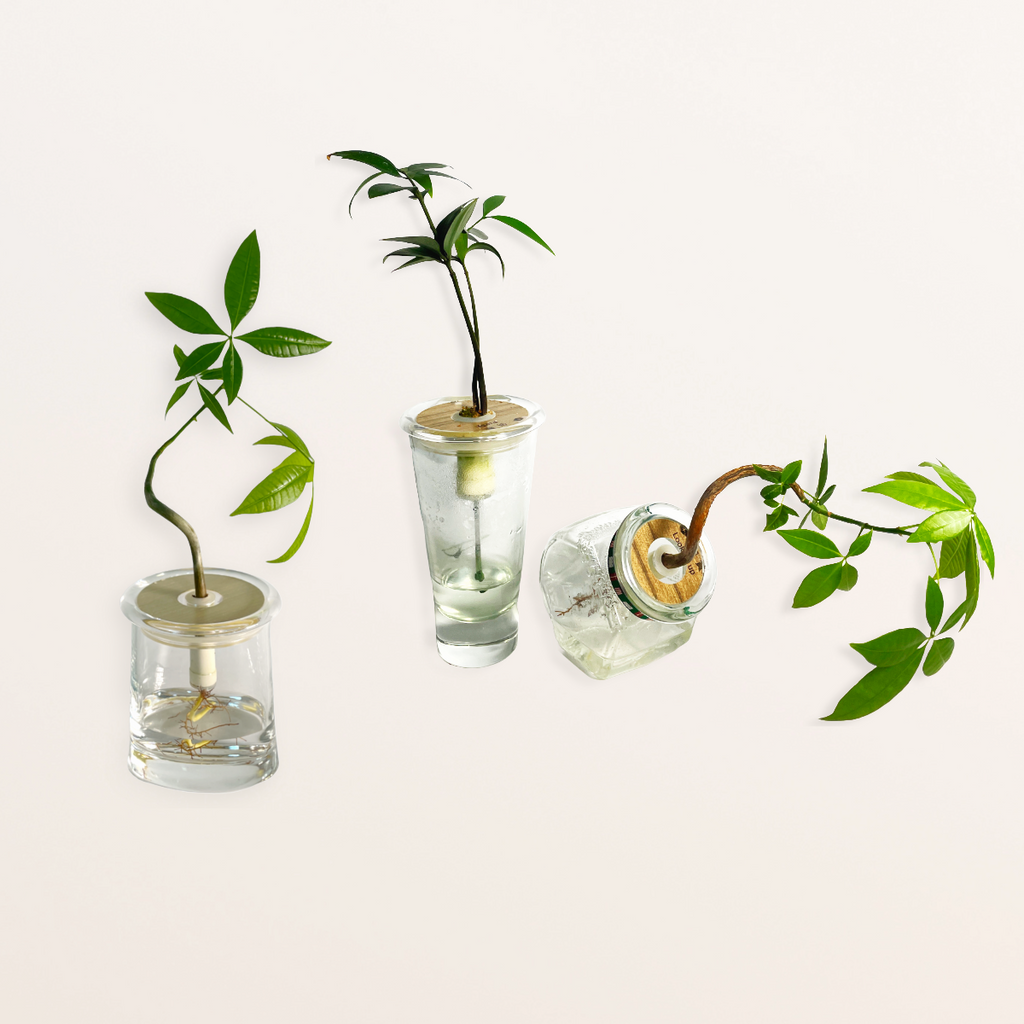 Hydroponic bonsai