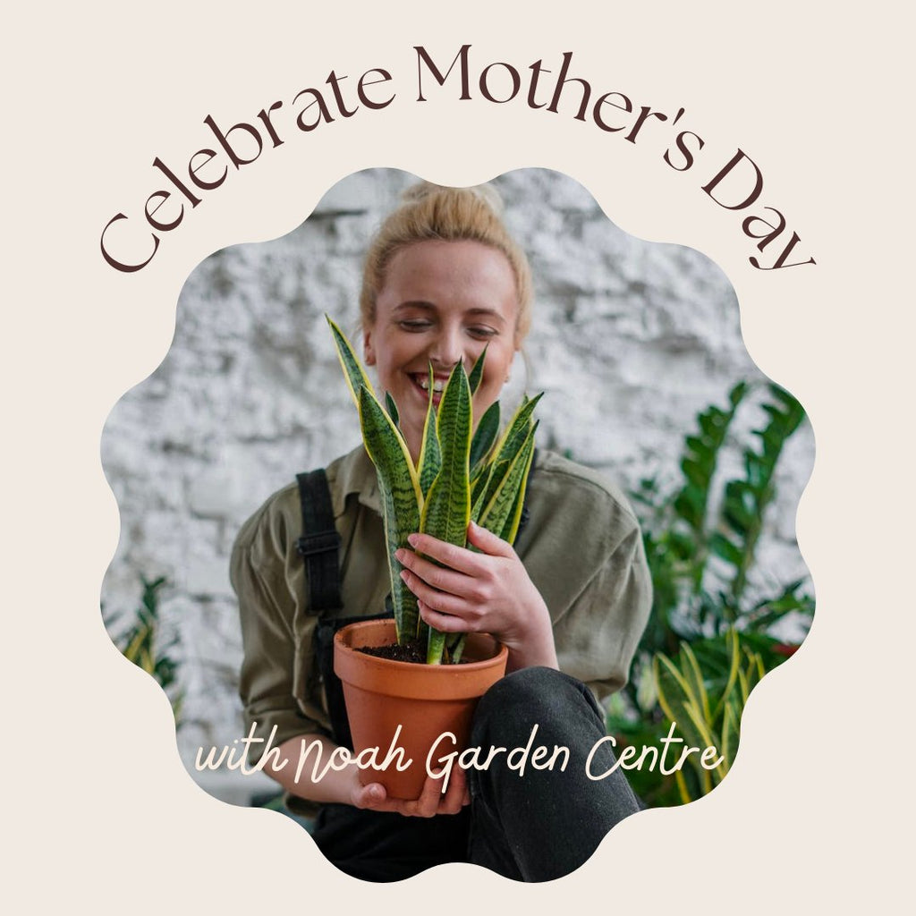 celebrate Mother's Day with Noah Garden Centre