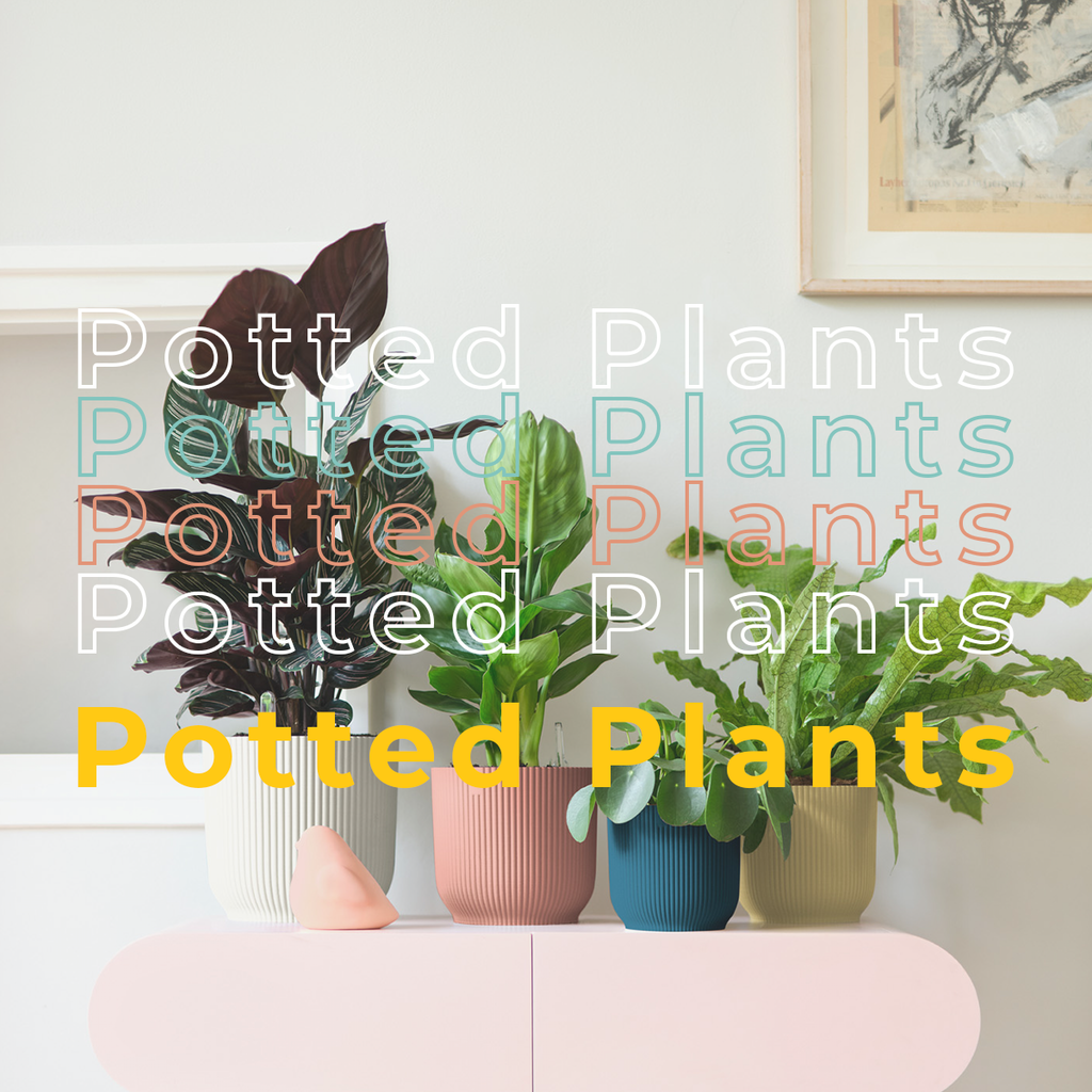Potted Live Plants