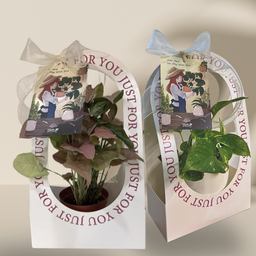 sustainable corporate plant gift box