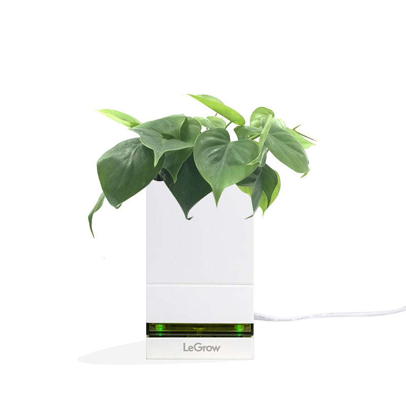 LeGrow USB Charging Dock with Philodendron Scandens Green