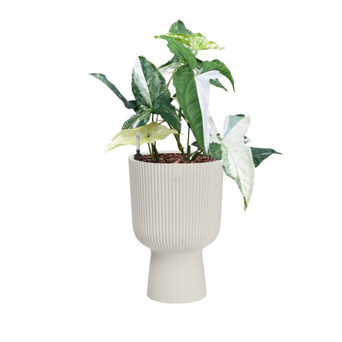 Syngonium Albo in Silky White Vibes Fold Coupe