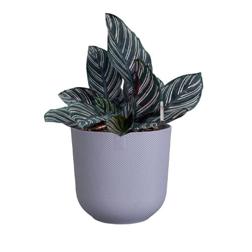 Pin-Stripe Calathea in Lavender Lilac Jazz Round