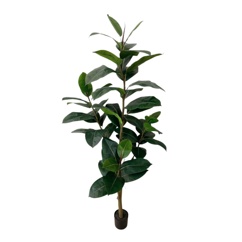 Artificial Rubber Plant (1.5mH - 2.1mH)