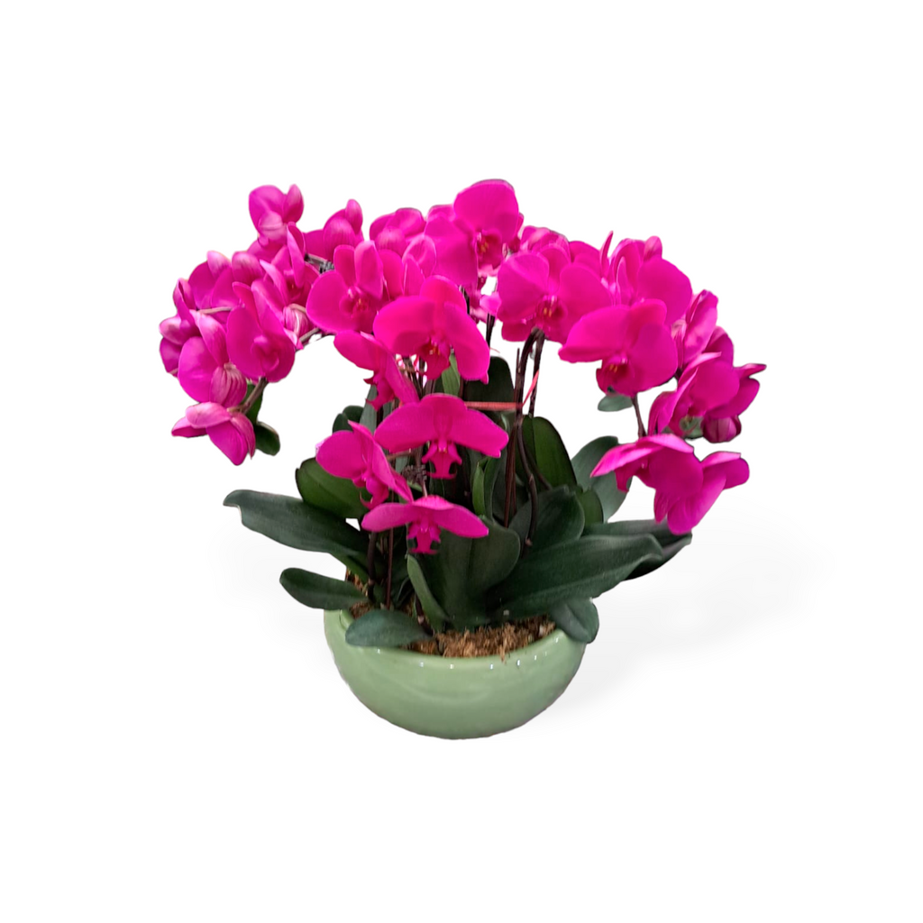 10 in 1 Phalaenopsis PTF (All Round Arrangement) with pot