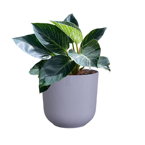 Philodendron Birkin in Lavender Lilac Jazz Round