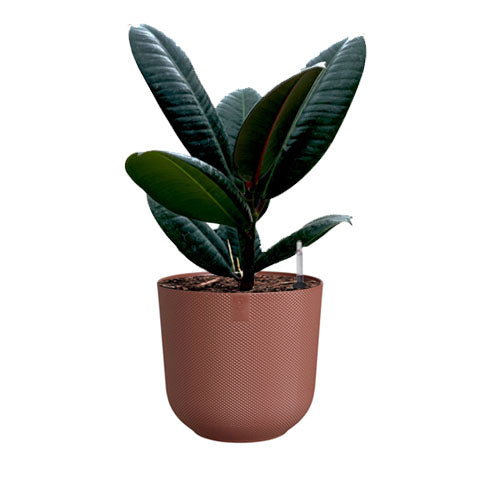 Ficus Elastica in Tuscan Red Jazz Round