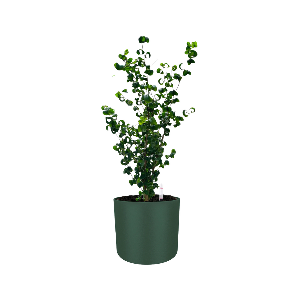 Ficus benjamina ‘Barok’, Curly Weeping Fig in Leaf Green B. for soft round (0.7m)