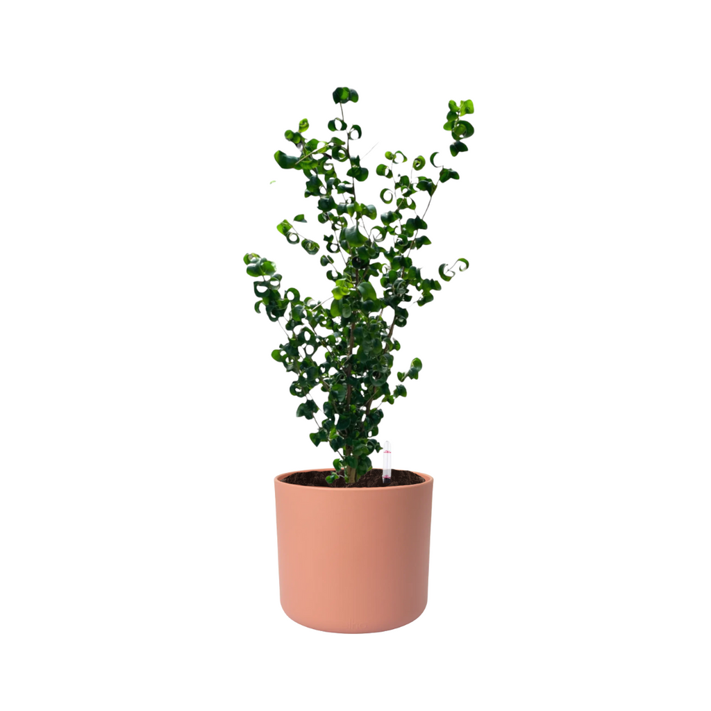 Ficus benjamina ‘Barok’, Curly Weeping Fig in Delicate Pink B. for soft round (0.7m)