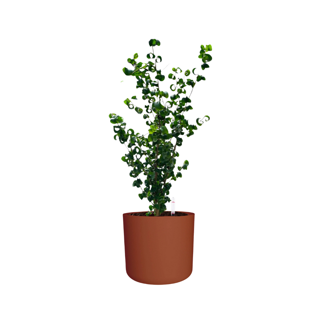 Ficus benjamina ‘Barok’, Curly Weeping Fig in Brique B. for soft round (0.7m)