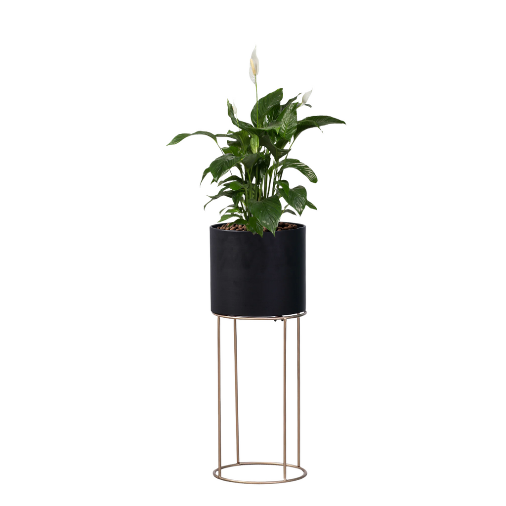 Peace Lily in Black Valencia Planter (0.8mH)
