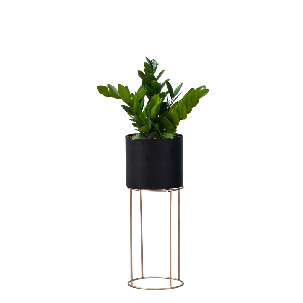 Zamioculcas zamiifolia, ZZ Plant in Black Valencia Planter (0.8mH)
