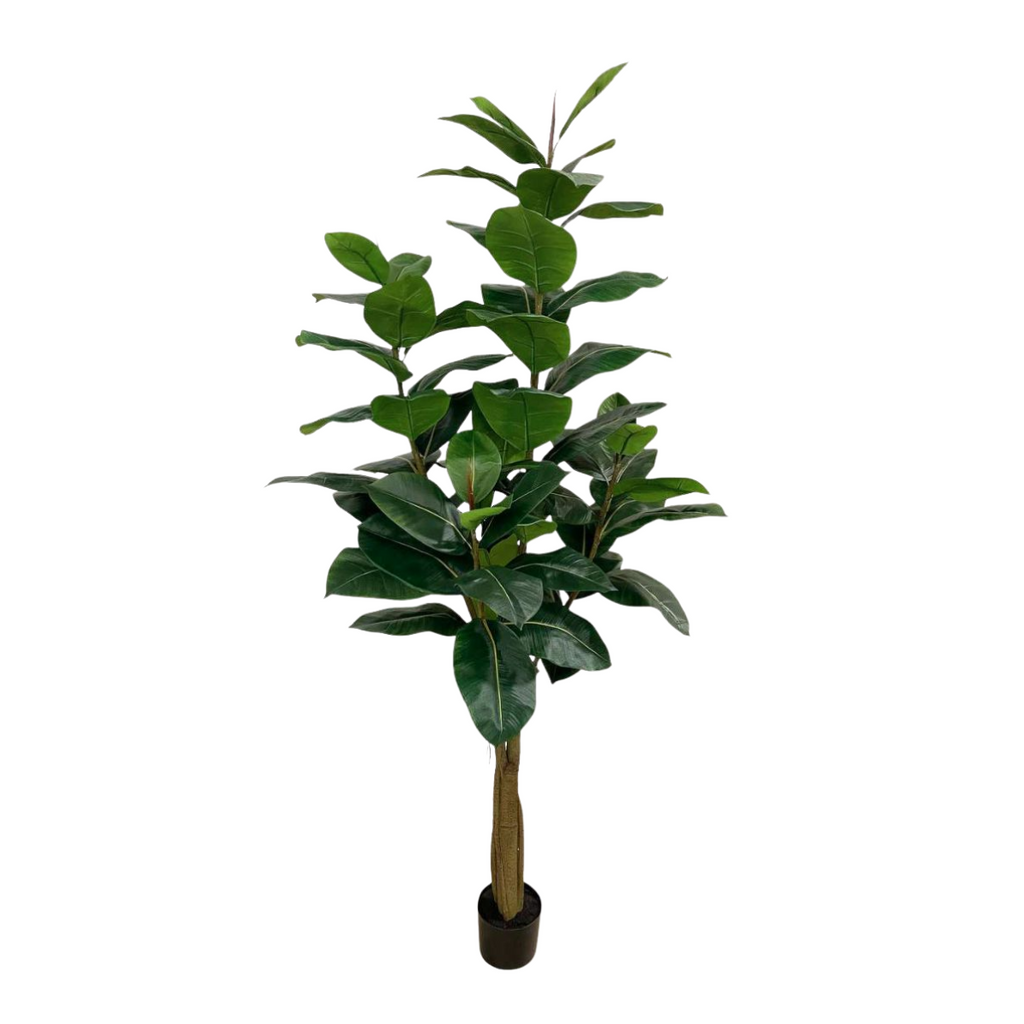 Artificial Rubber Plant (1.5mH - 2.1mH)