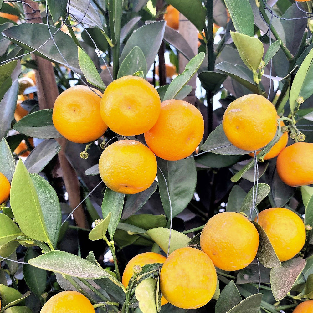 [PRE-ORDER] Four Season Lime 四季桔 in 14 Inch Pot (1.6m)