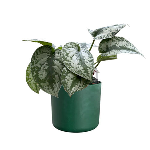 Satin Pothos in Pacific Green Ocean Pot