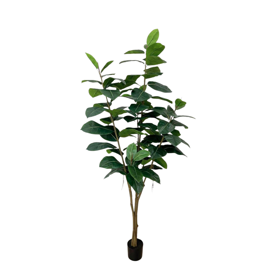 Artificial Rubber Plant (1.5mH - 2.1mH)