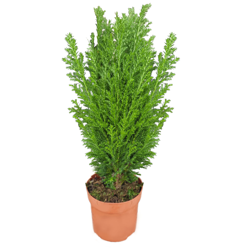 Chamaecyparis Lawsoniana Ellwoodii (0.4m)