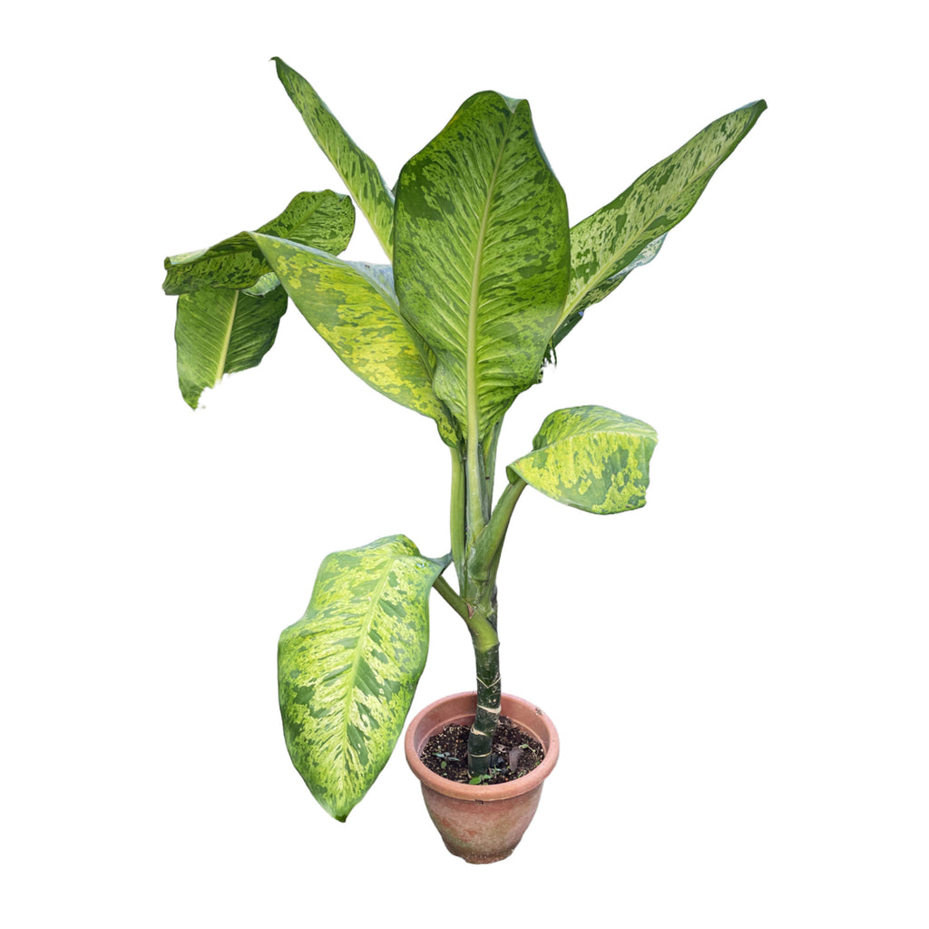 Dieffenbachia Sp. (1.2m)