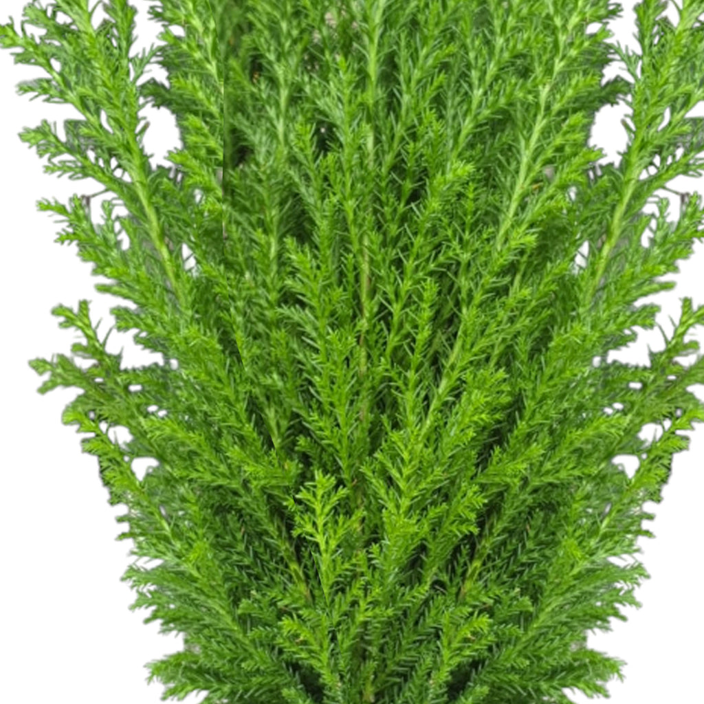 Chamaecyparis Lawsoniana Ellwoodii (0.4m)