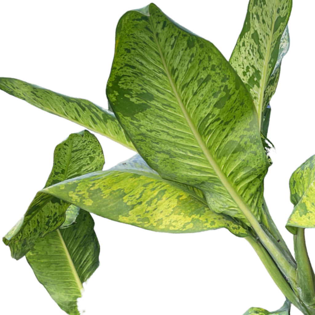 Dieffenbachia Sp. (1.2m)