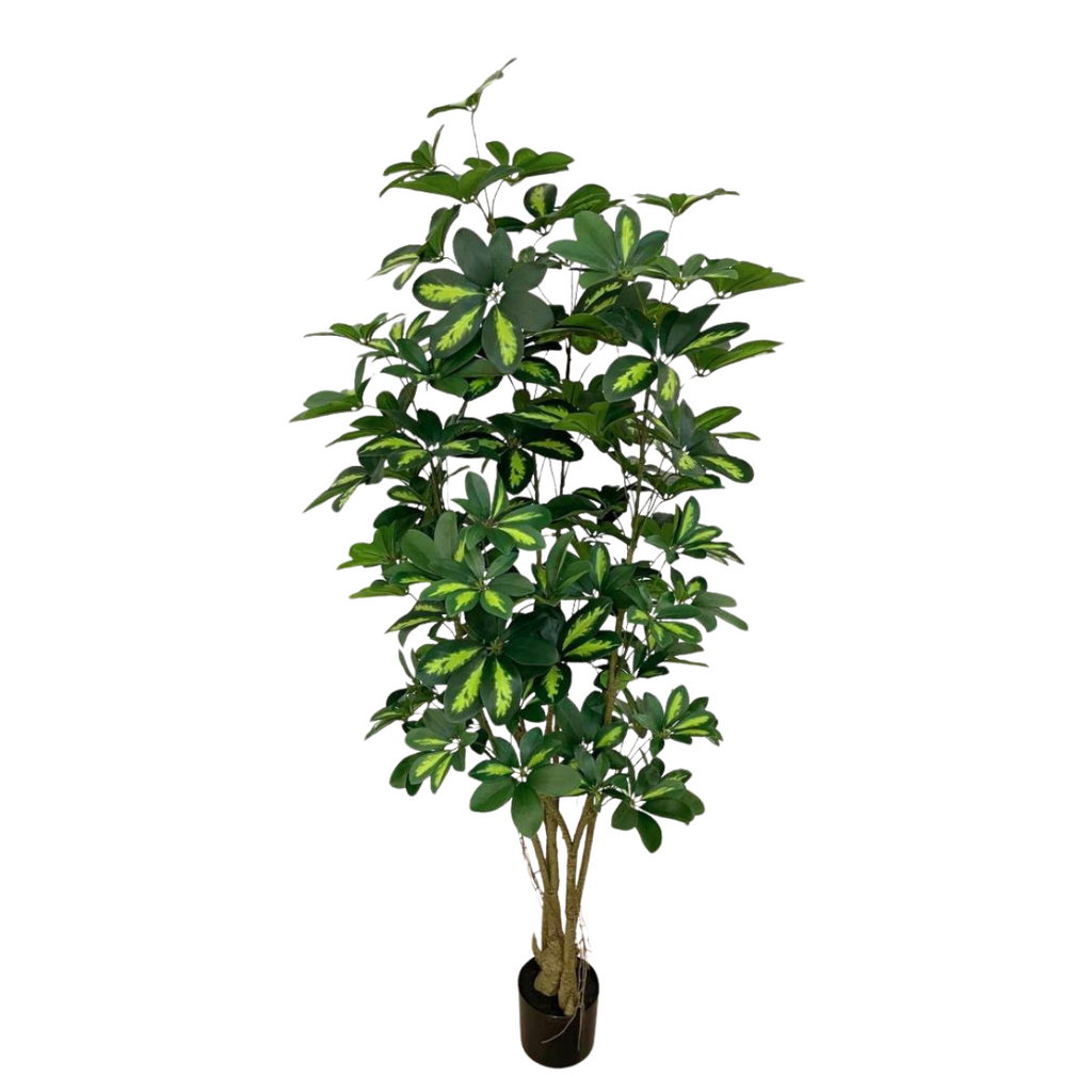 Artificial Schefflera Tree (1.5mH)