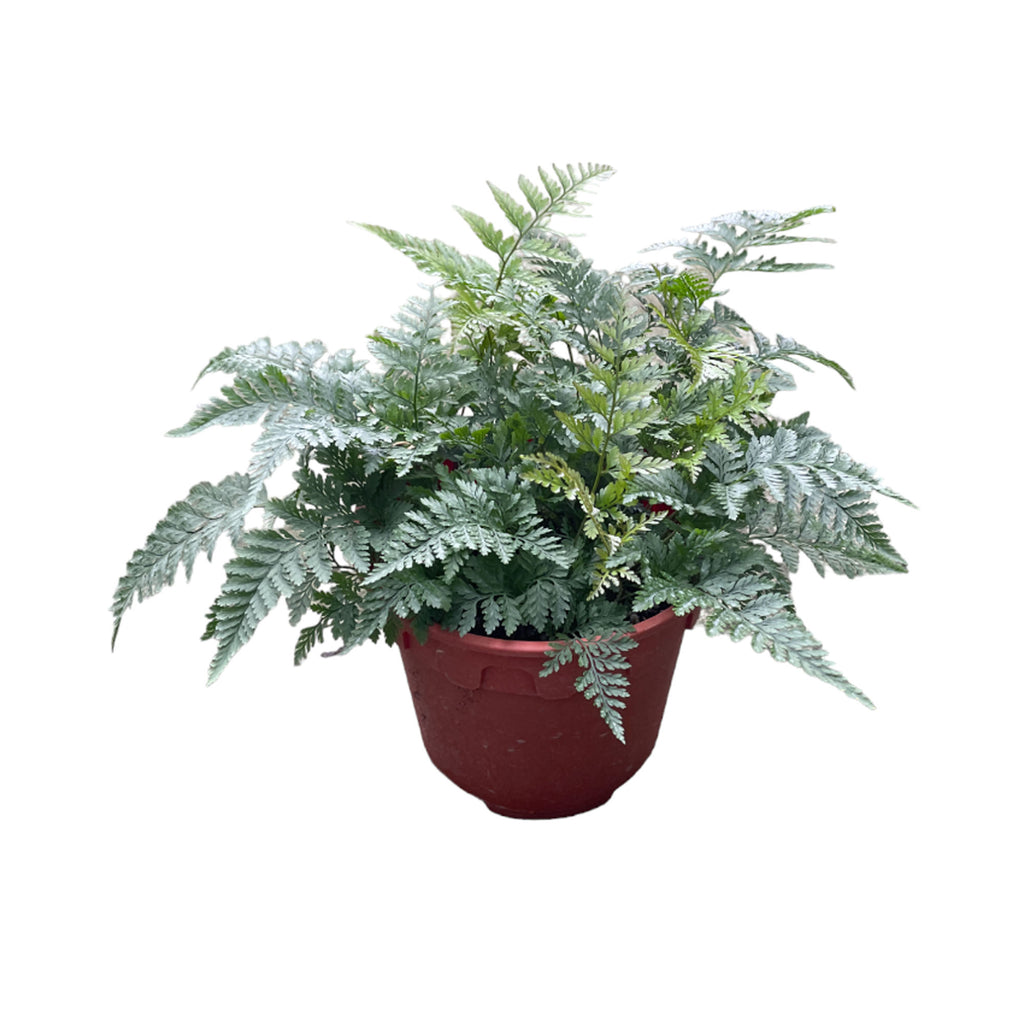 Rabbit's Foot Fern (0.2m)