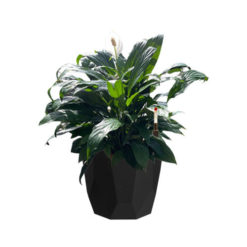 Peace lily in Living Black B. For Rock