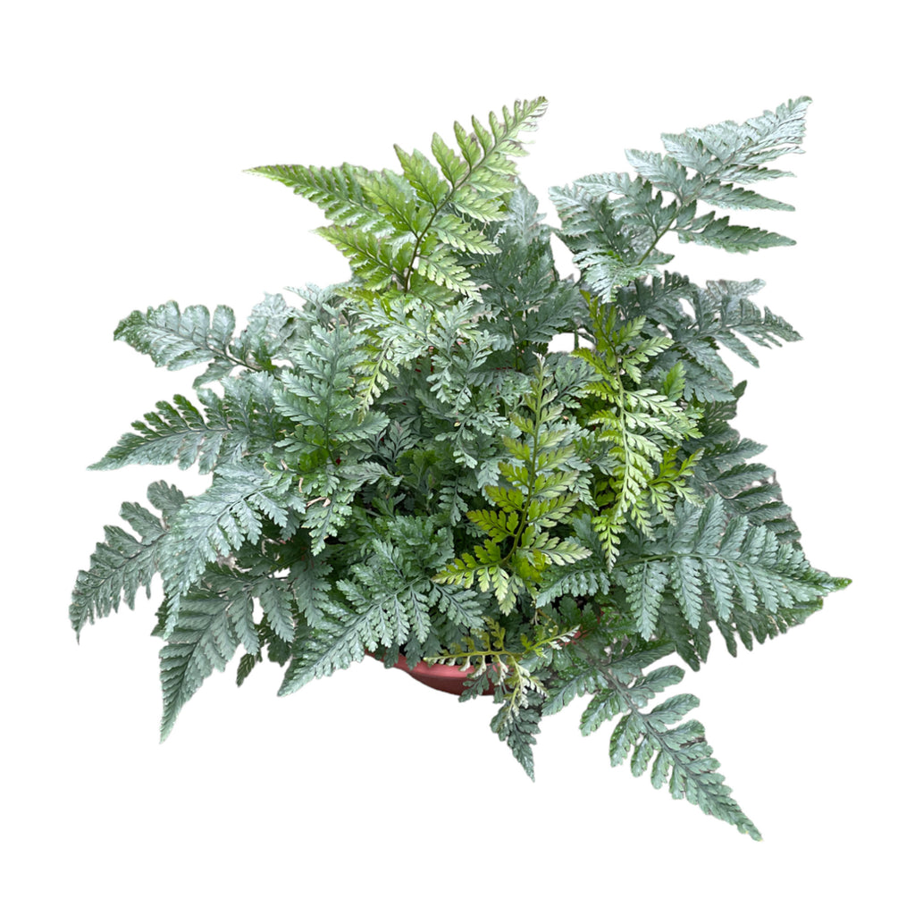 Rabbit's Foot Fern (0.2m)