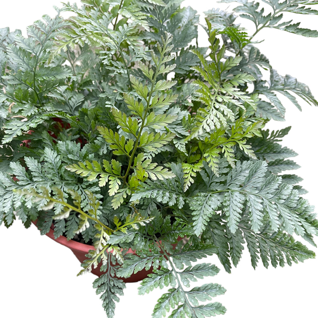 Rabbit's Foot Fern (0.2m)