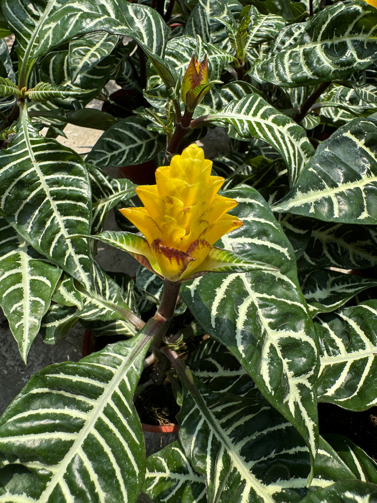 Aphelandra squarrosa, Zebra Plant (0.4m)