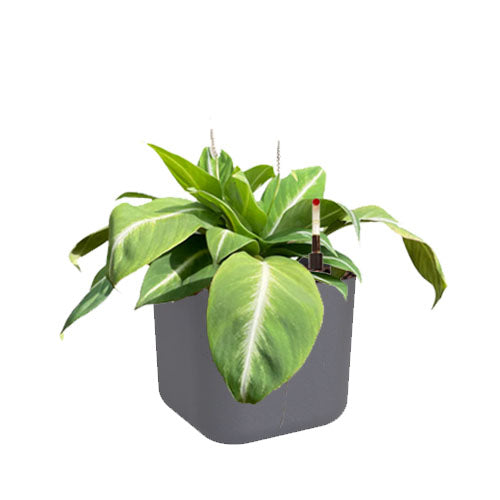 Spathiphyllum 'White Stripe' in Anthracite B. for soft Square